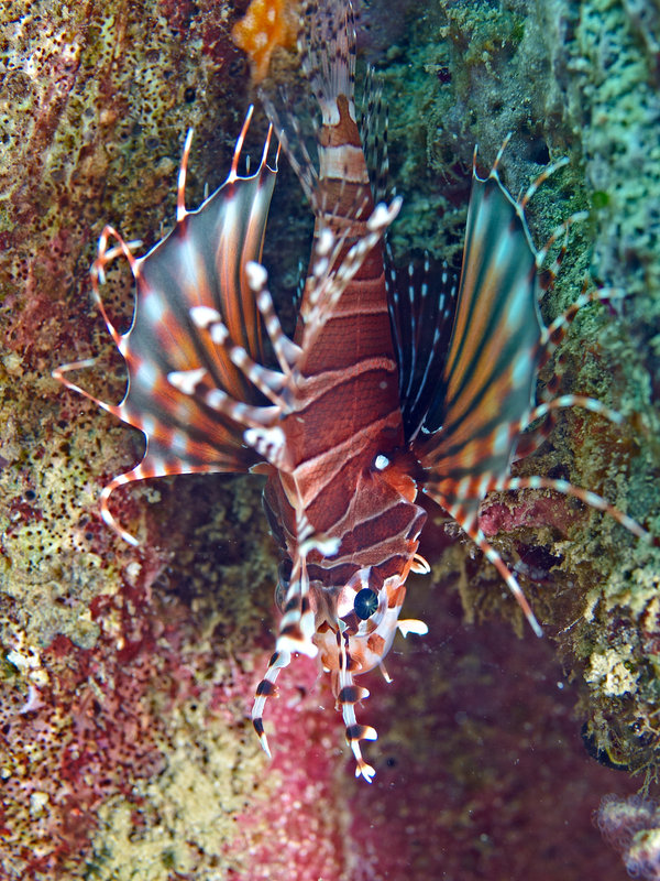 Lion Fish, The Hill